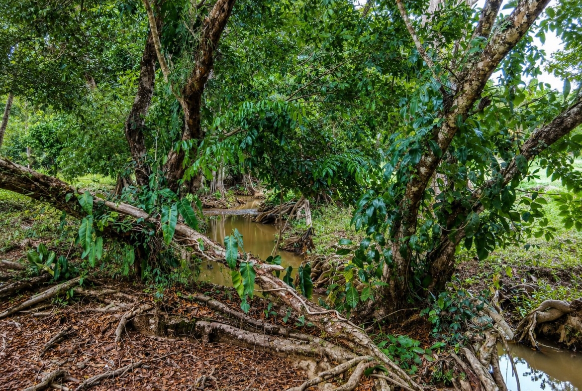 pixvae-veraguas-panama-ocean-view-land-for-sale
